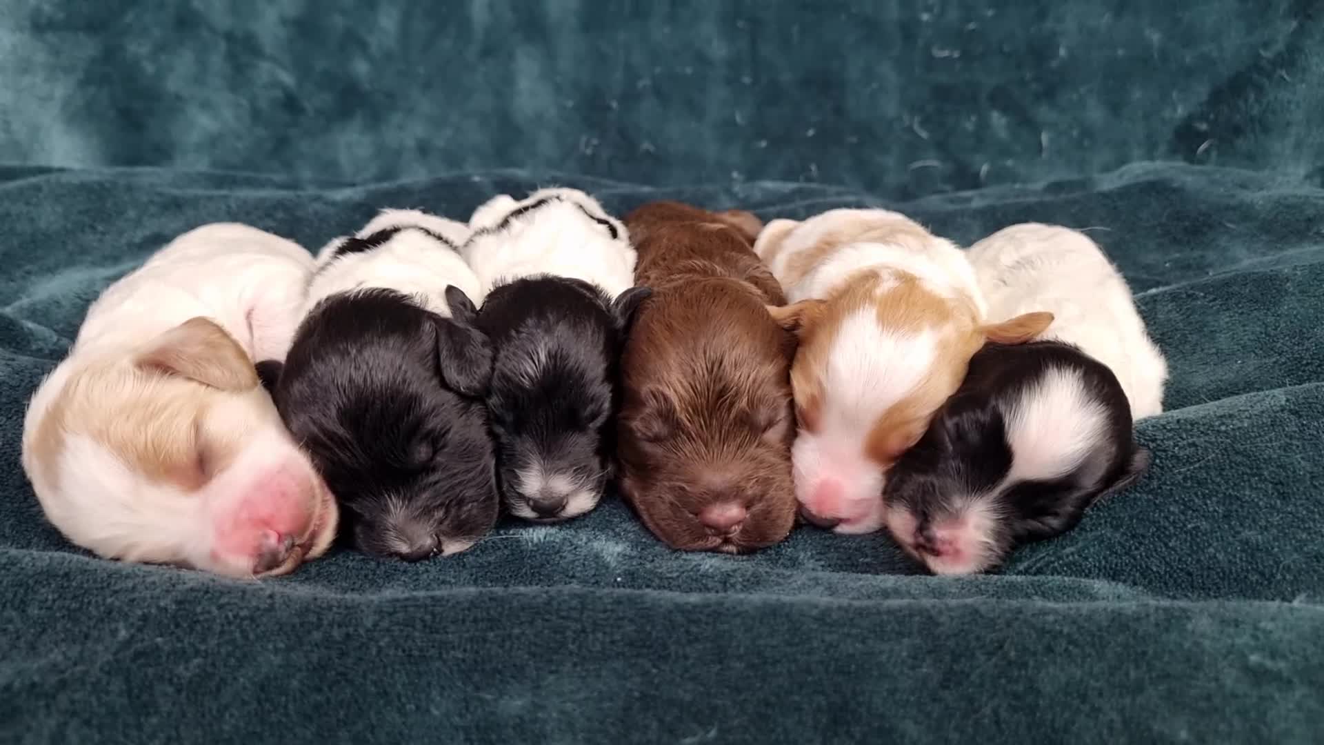 Cockapoo dogs for sale: Beautiful F1 Cockapoos - Video 1