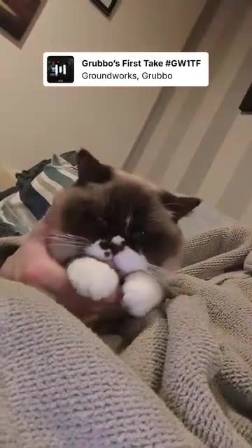 British Shorthair cats for sale:  Name :Flow the Britishshorthairs  - Video 3