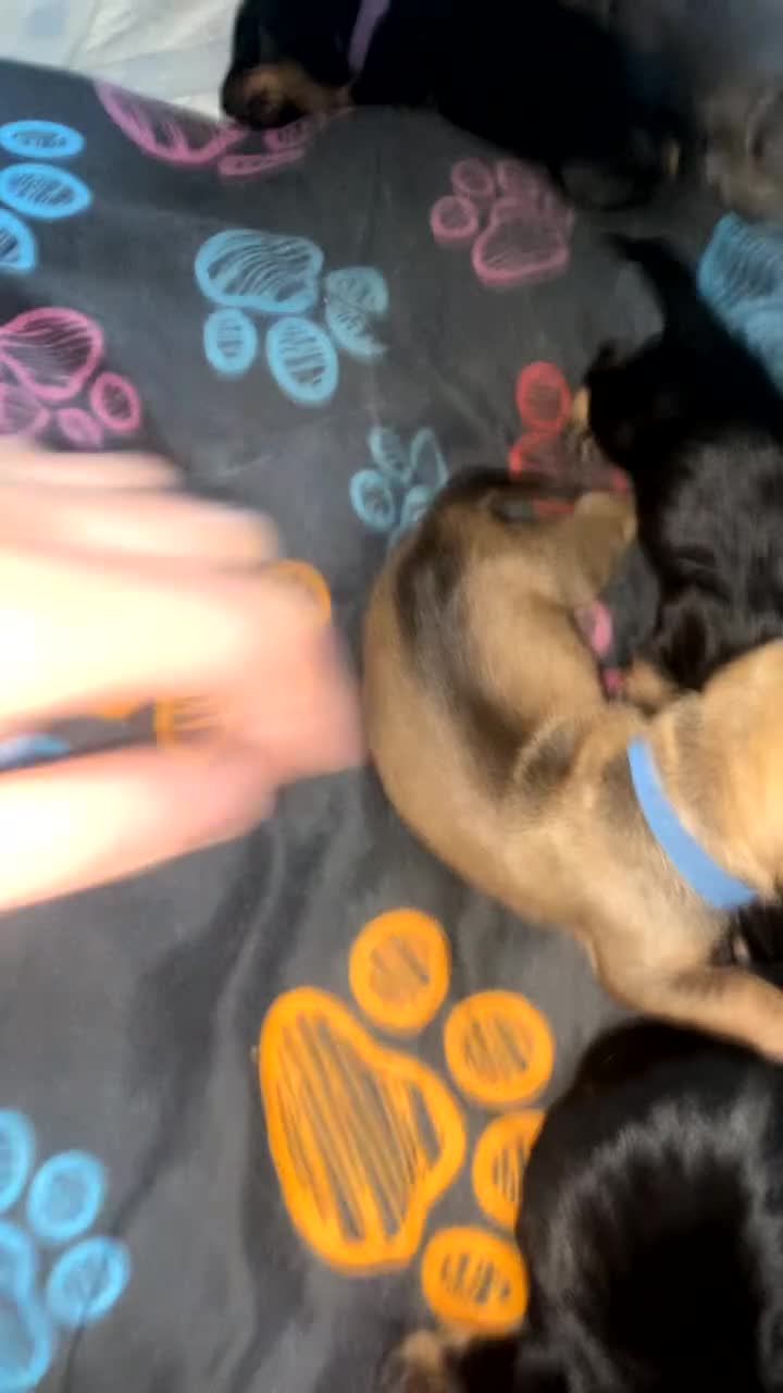 Dachshund dogs for sale: Dachshund puppies  - Video 1