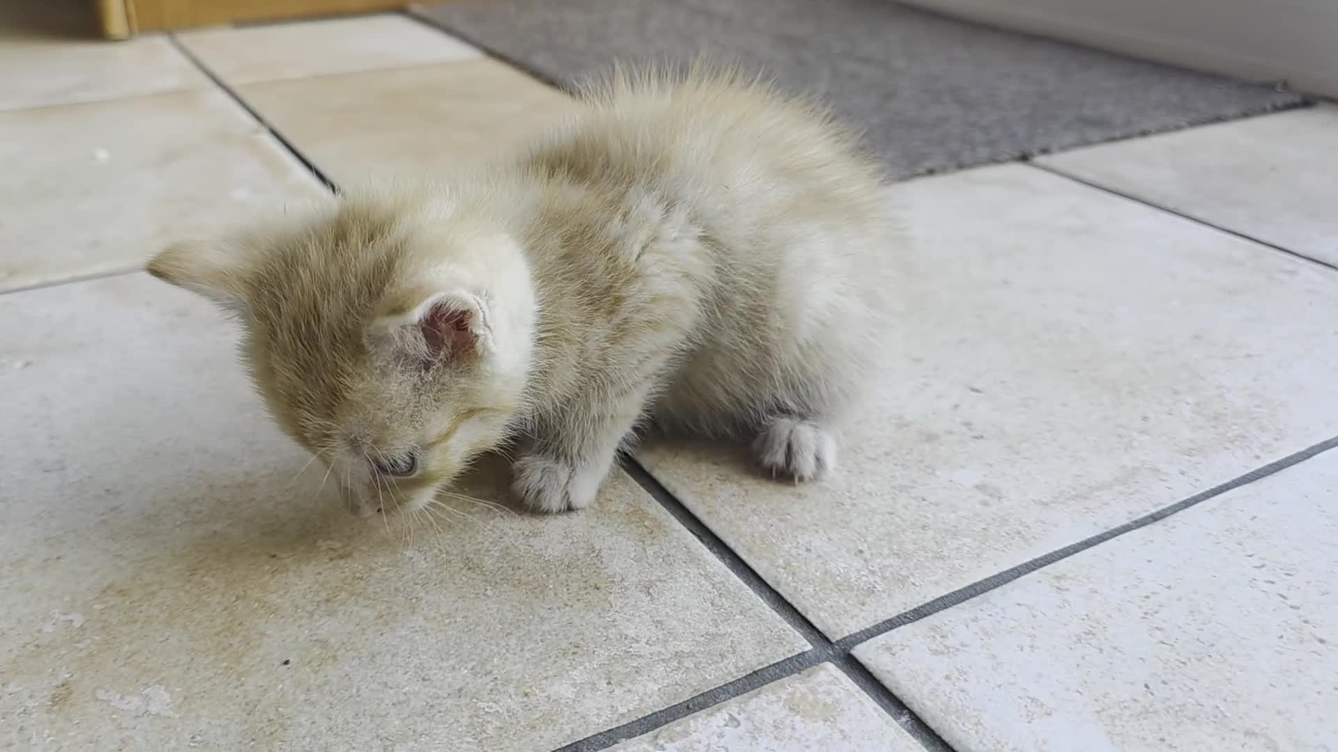 Mixed Breed cats for sale: 5 Adorable Kittens Ready for New Homes 🐾 - Video 2