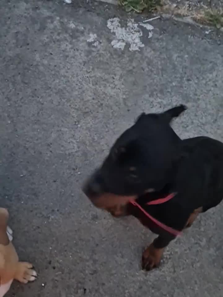 Rottweiler dogs for sale: 6 month old female rotty - Video 2