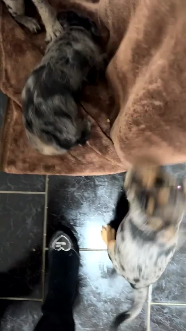 Mixed Breed dogs for sale: Froodle Puppies  - Video 4