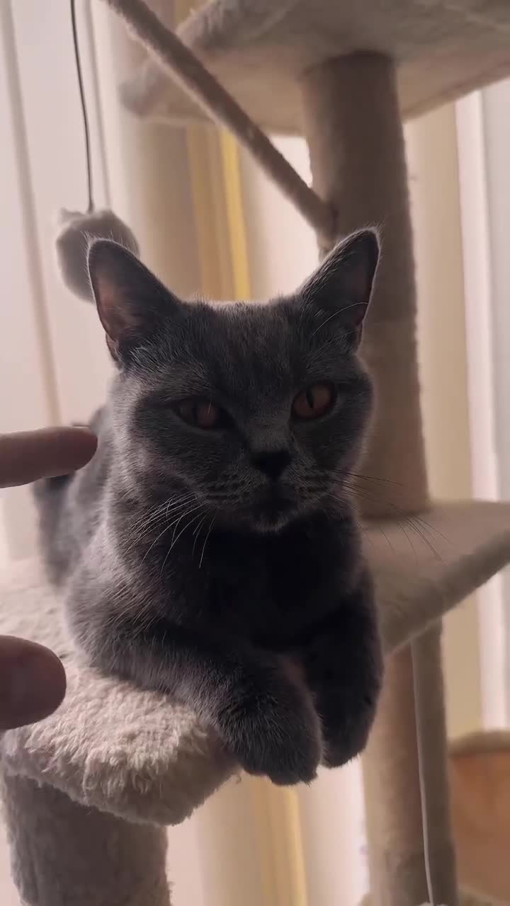 British Shorthair cats for sale: Kittens  - Video 1