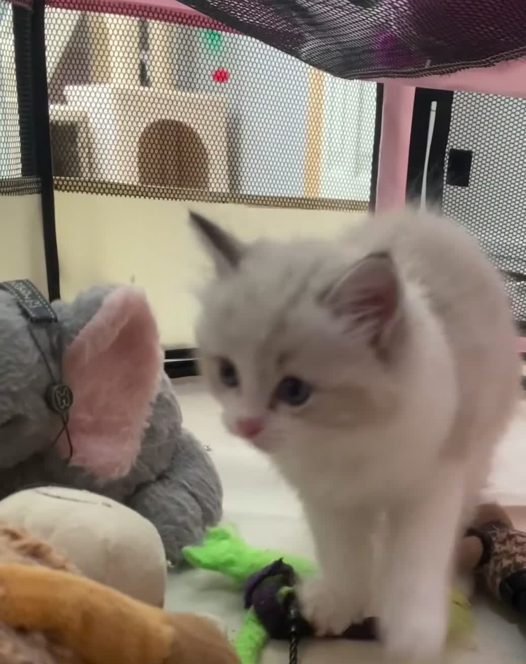 Ragdoll cats for sale: Seal Lynx Bi colour Female European ragdoll  - Video 1