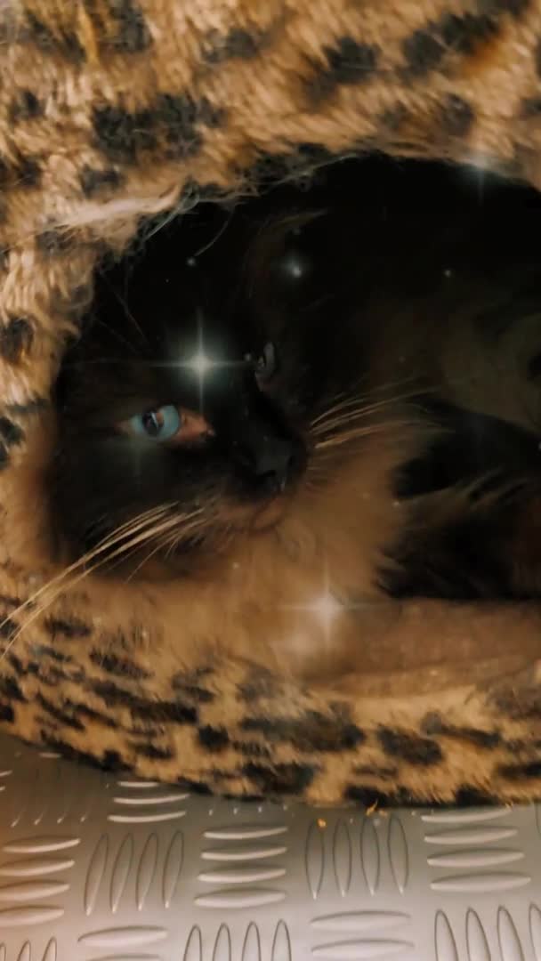 Ragdoll cats for stud: 100% proven Ragdoll STUD in Bradford - Video 2