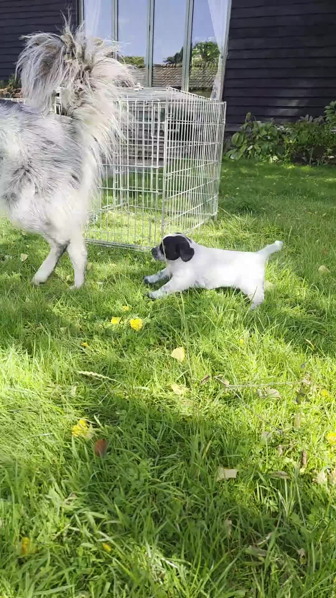 Mixed Breed dogs for sale: Sweetest Sprollies - Video 4