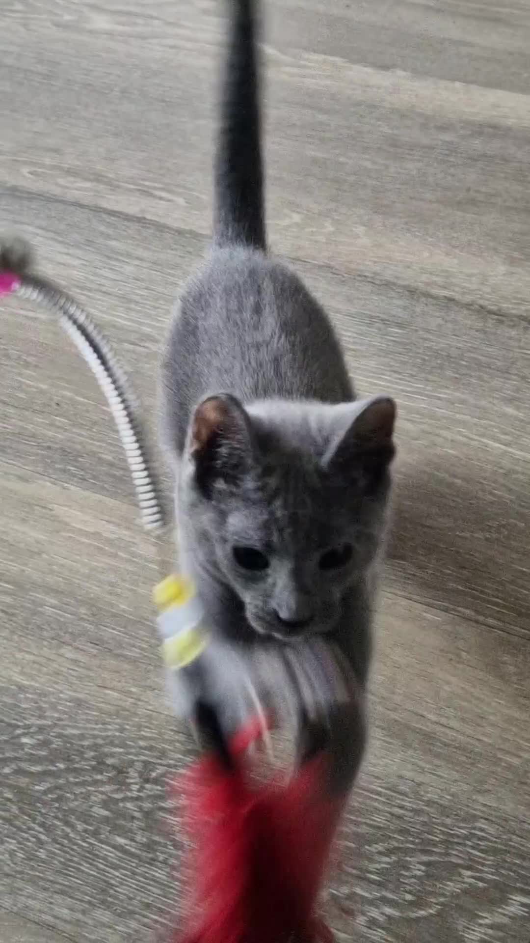 Russian Blue cats for sale: Pedigree Russian blue kittens  - Video 1