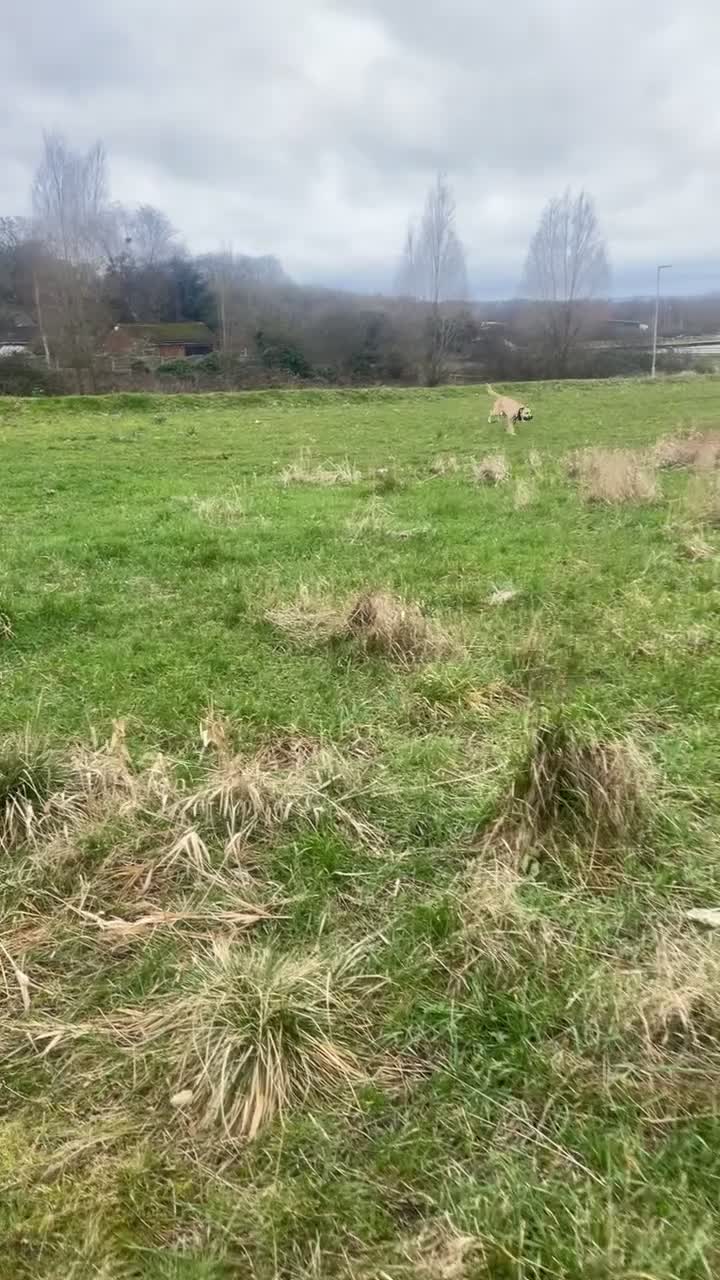 Mixed Breed dogs for sale: Male mixed breed  - Video 1