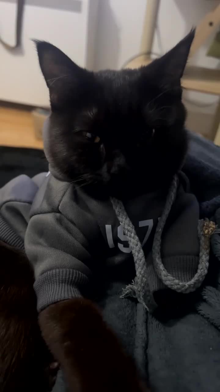 Domestic Shorthair cats for sale: shadow - Video 2