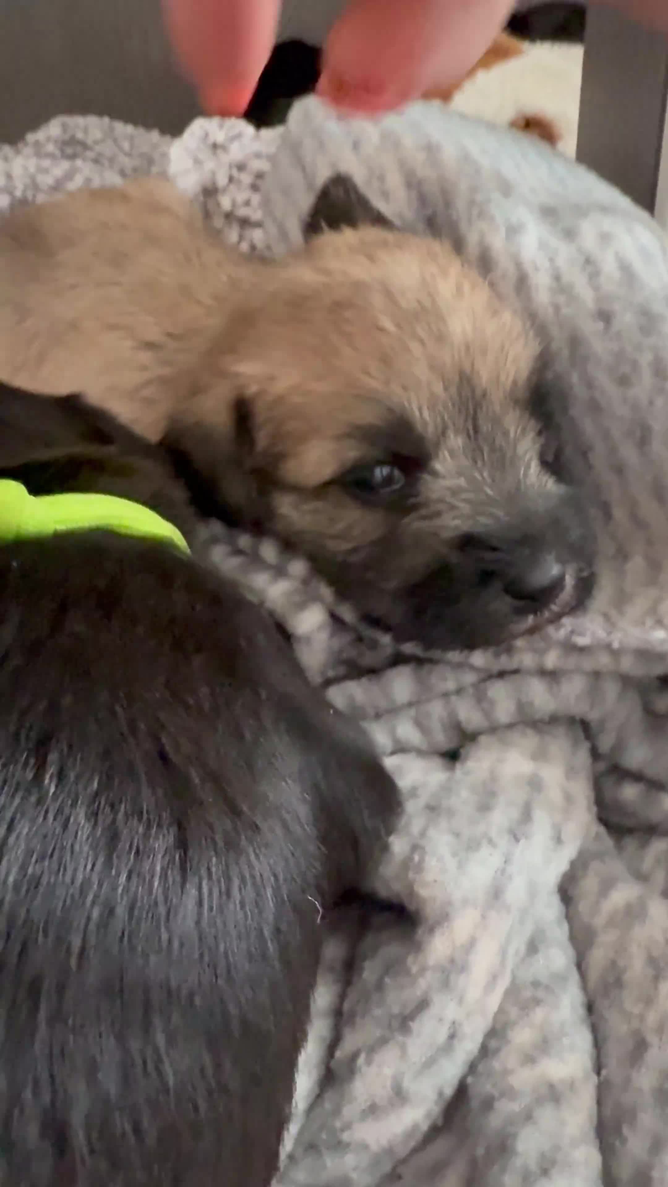 Miniature Schnauzer dogs for sale: Beautiful litter of Miniature Shnauzers  - Video 3
