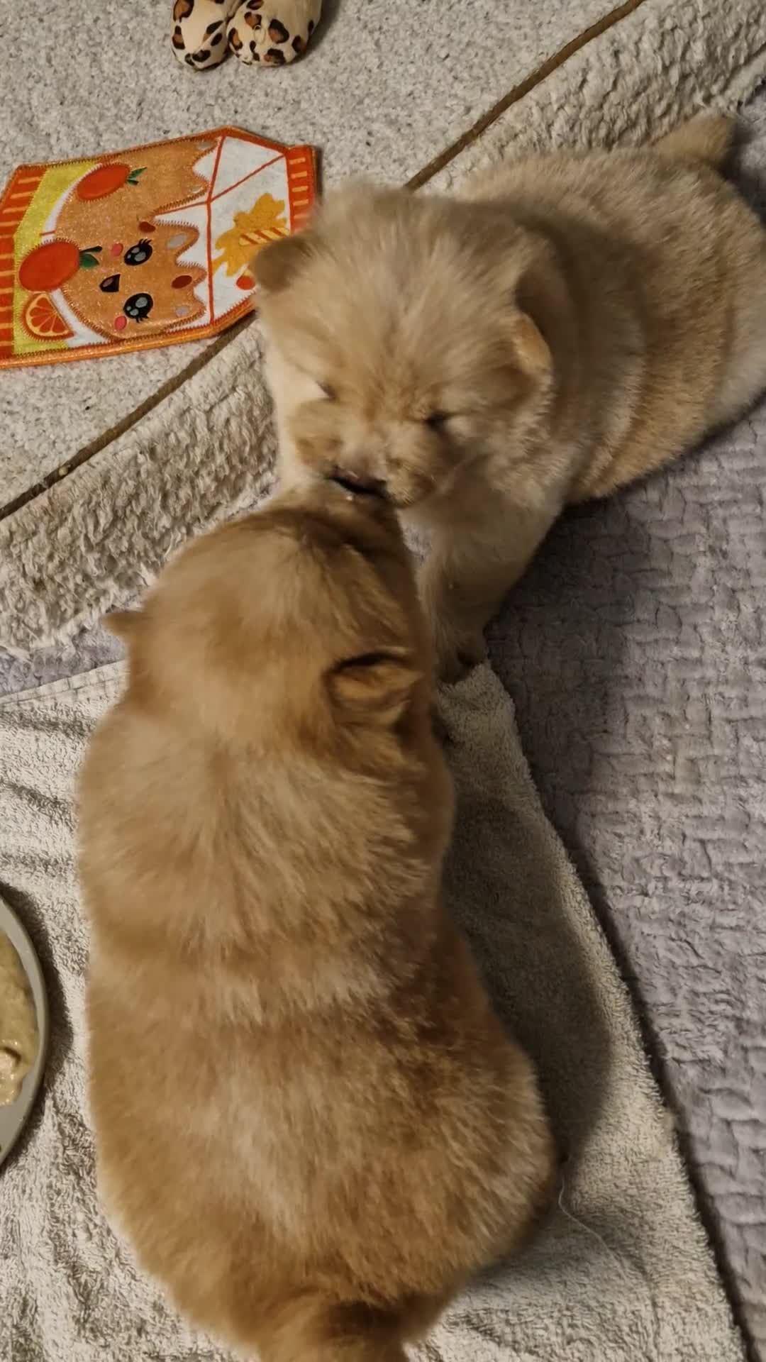 Chow Chow dogs for sale: Show stopping DWKC black male and female chow pup - Video 2