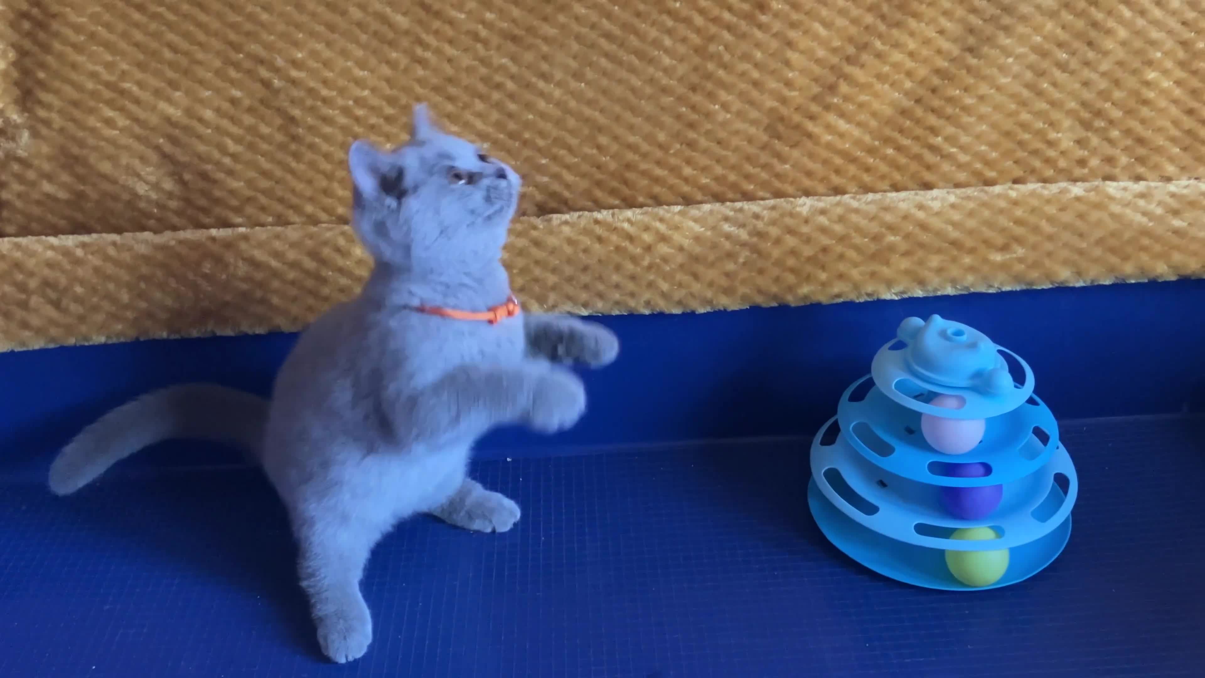 British Shorthair cats for sale: GCCF registered ChampionBloodline 5GENpedigree BSH - Video 1