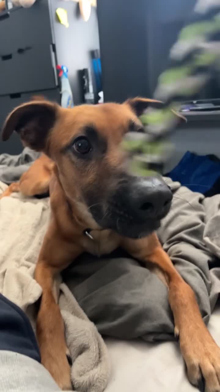 Mixed Breed dogs for sale: Chester (German shepherd mix) in Cannock - Video 1