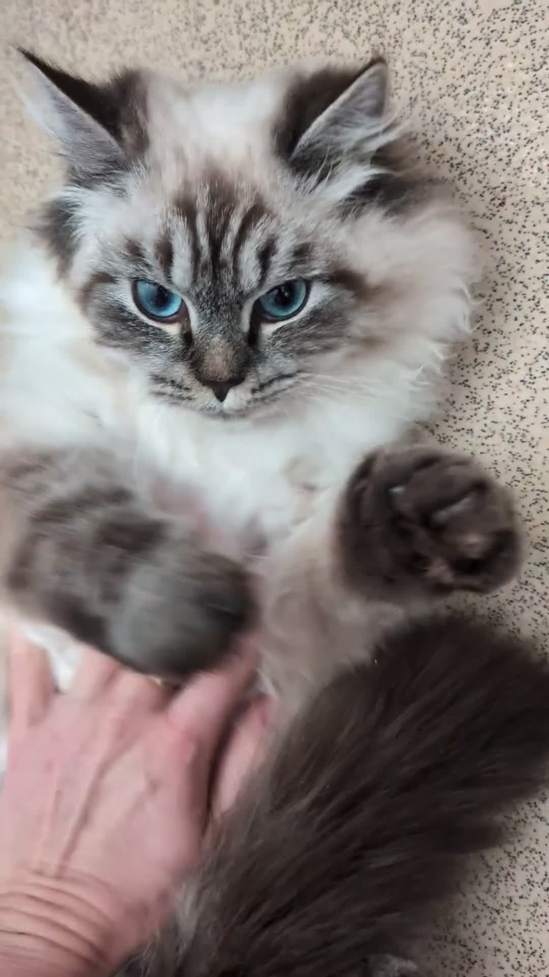 Siberian cats for sale: Litter "W" Neva Masquerade - Video 2