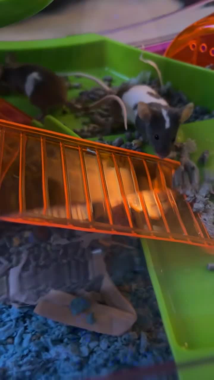 Mouse rodents for sale: 2 baby mice  in Shrewsbury - Video 1