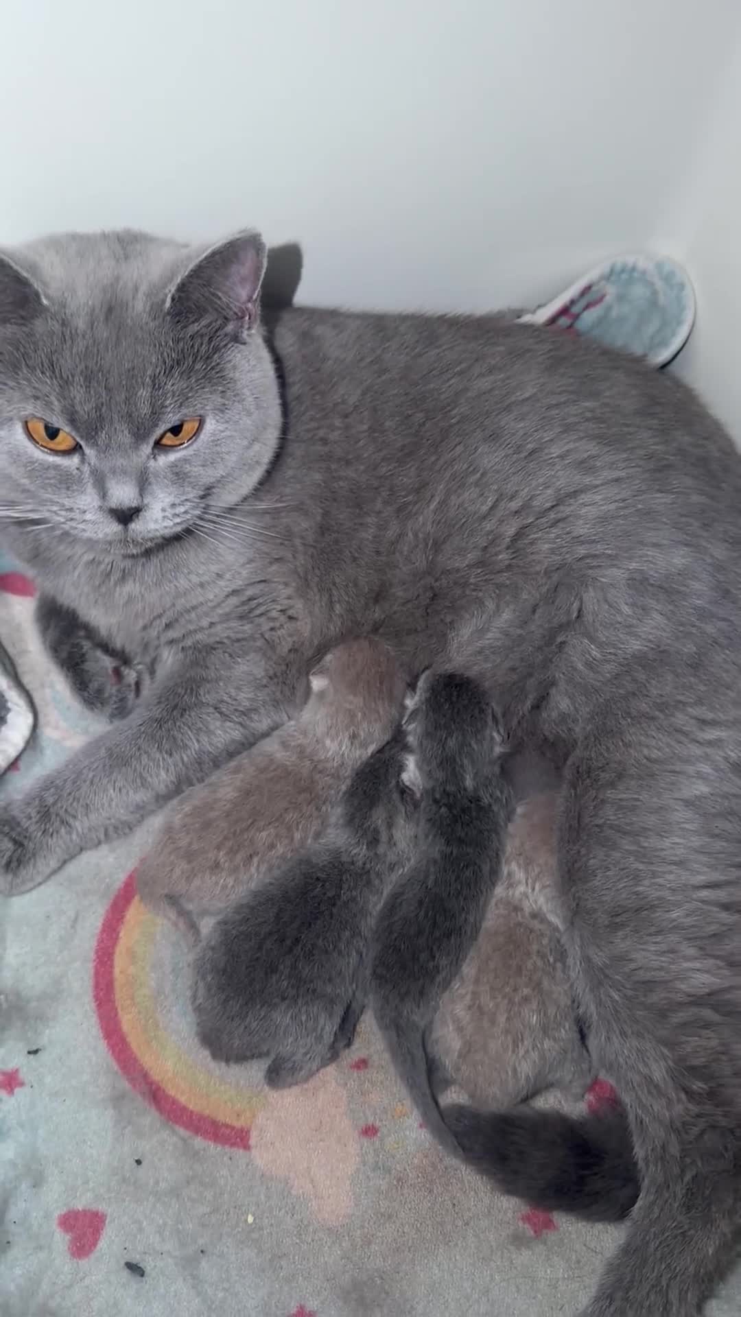 British Shorthair cats for sale: 10 beautiful BSH (unknown genders) in Denbigh - Video 1