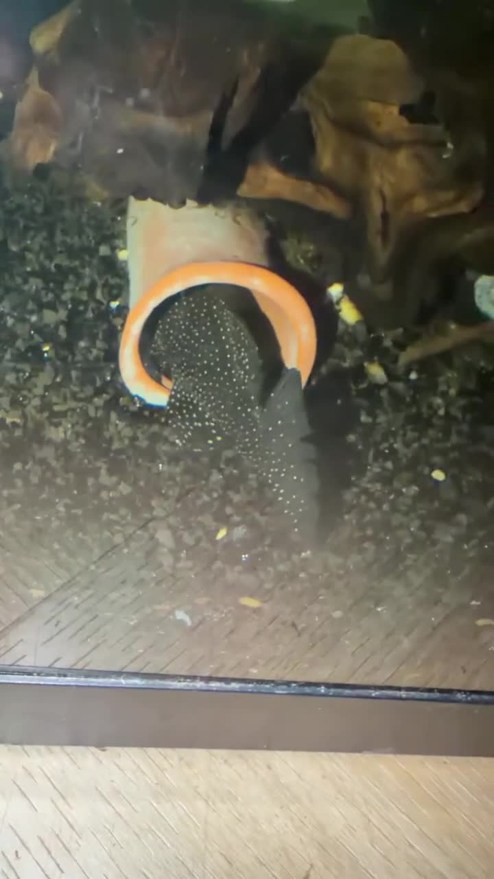 Plecos fish for sale: L183 Starlight Pleco Babies - Video 1