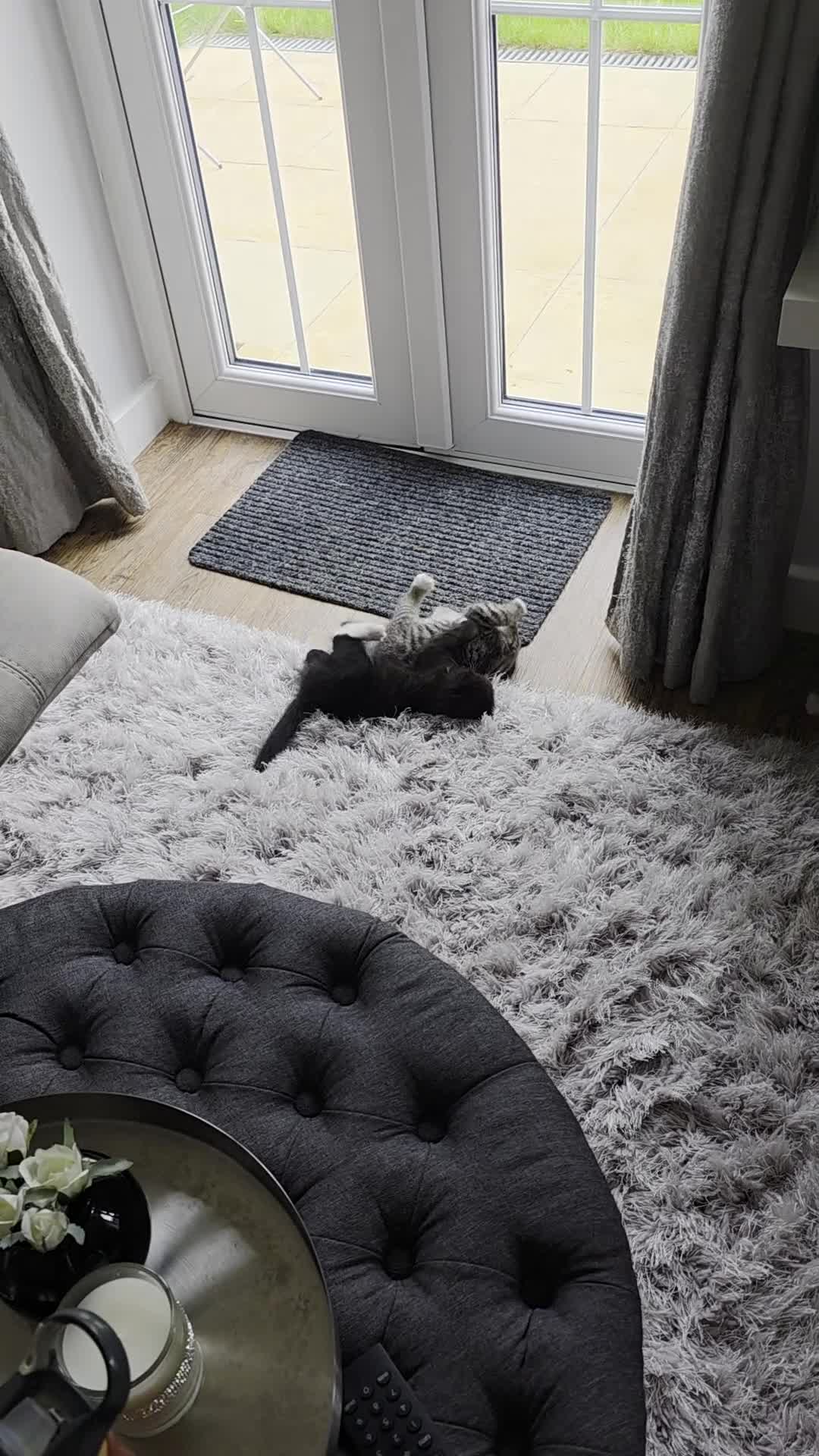 Scottish Fold cats for sale: Gorgeous and playing Scottish Fold cross kittens  - Video 1
