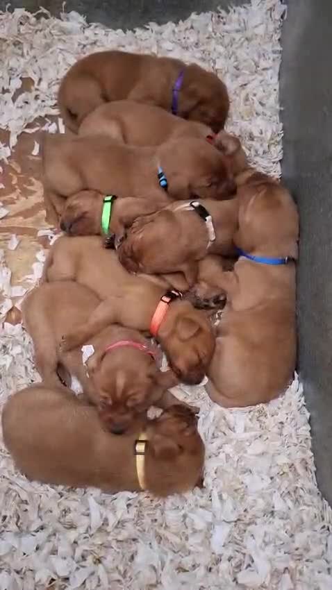 Labrador Retriever dogs for sale: Dark Red Lab Pups 5⭐ Licensed Breeder KC Reg - Video 1