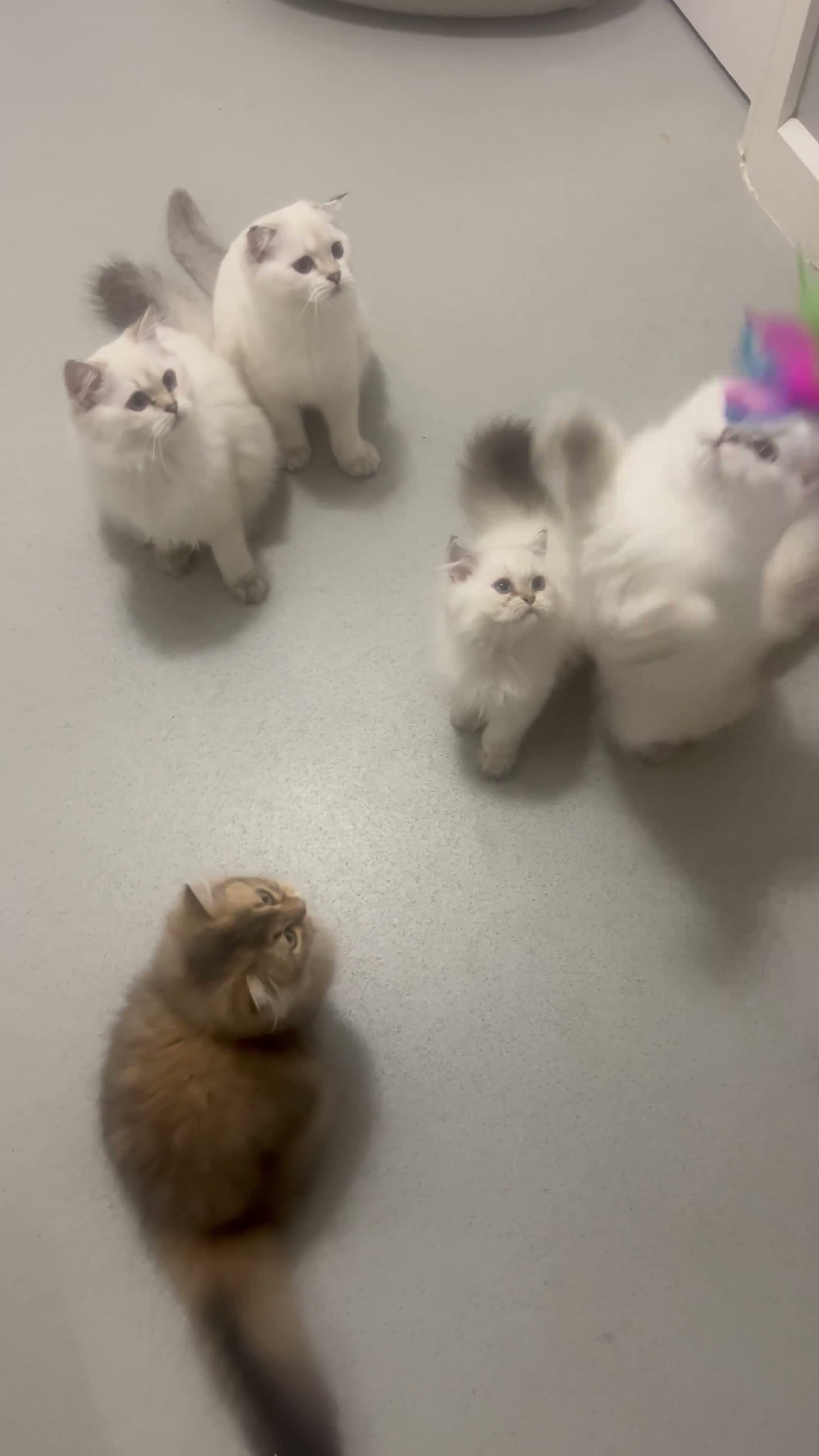 Scottish Fold cats for sale: READY **PRICE REDUCED **Top Quality Boy Kittens - Video 3