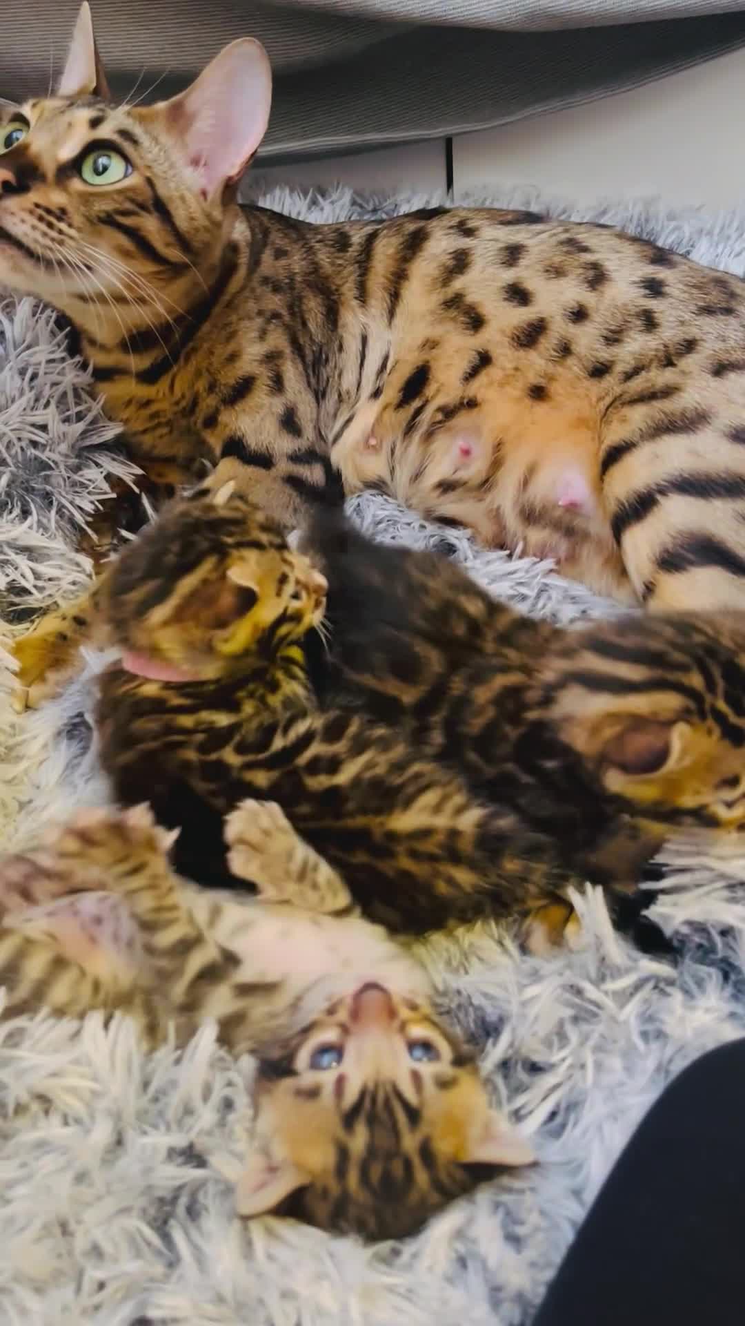 Bengal cats for sale: Beautiful bengal kittens for sale, 2boys available - Video 1