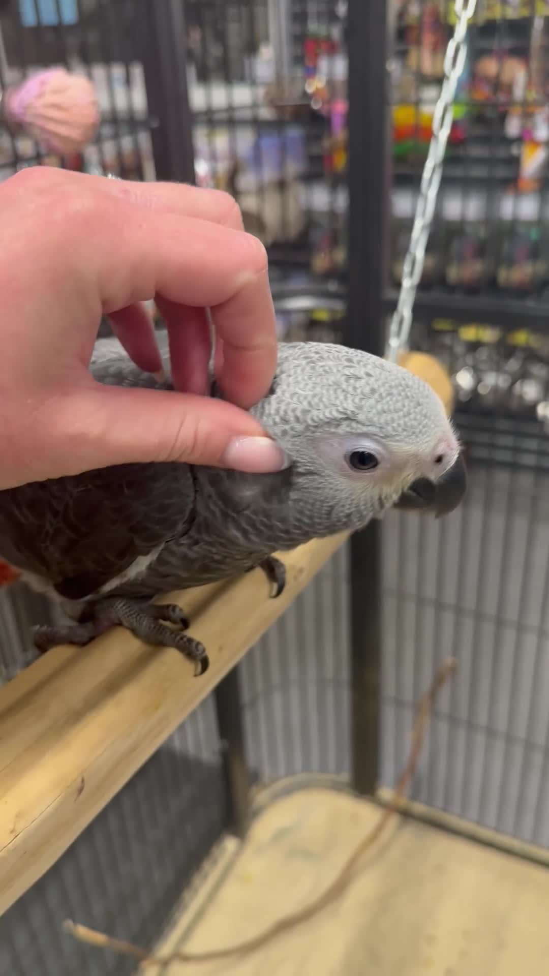 Parrots birds for sale: Gorgeous handreared tame baby African Greys  - Video 1
