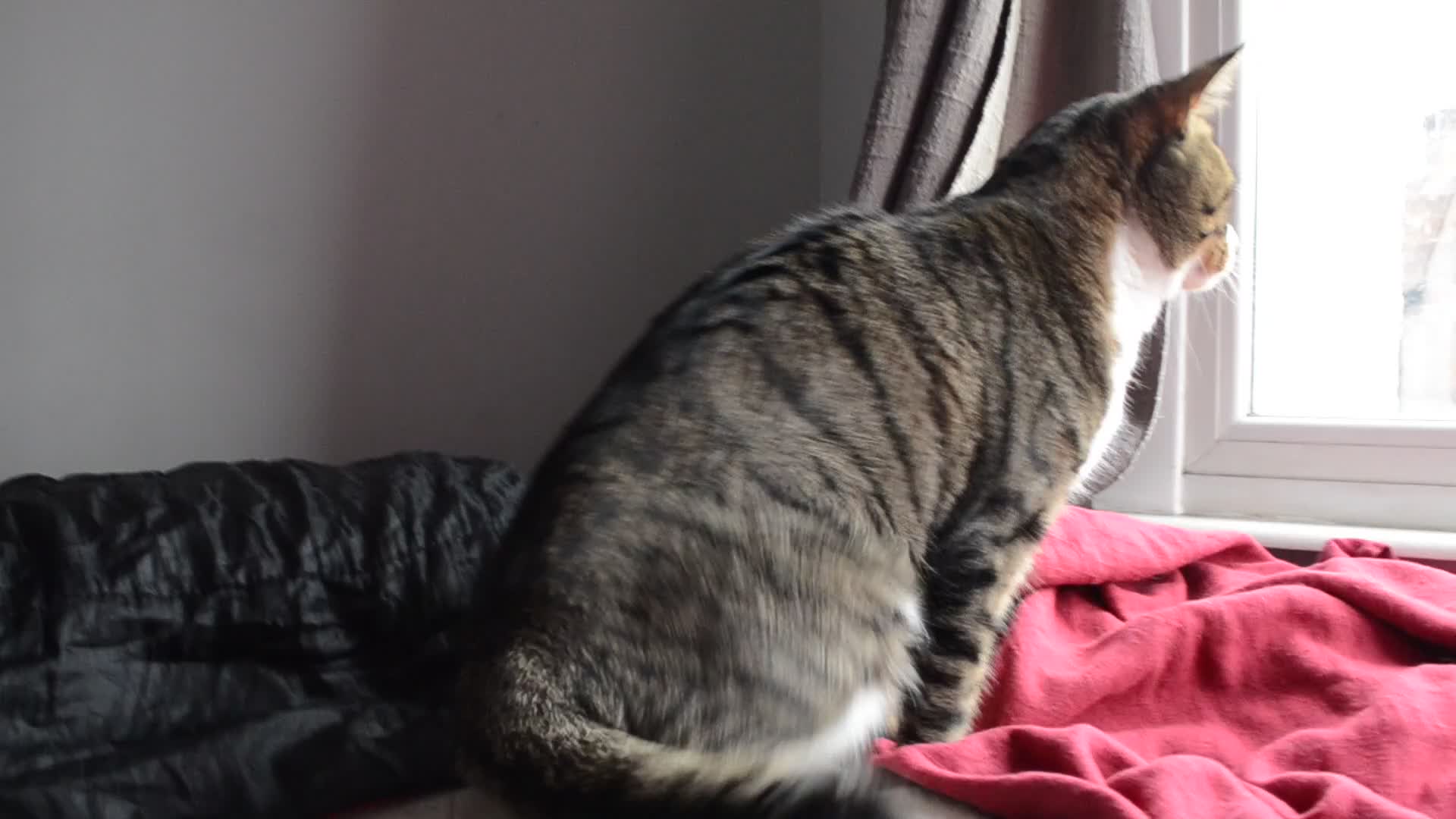 Mixed Breed cats for sale: a male cat  - Video 4