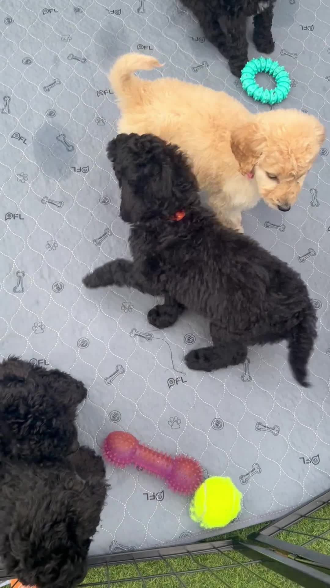 Labradoodle dogs for sale: Ready now rare silver f1bb standard labradoodles  - Video 2