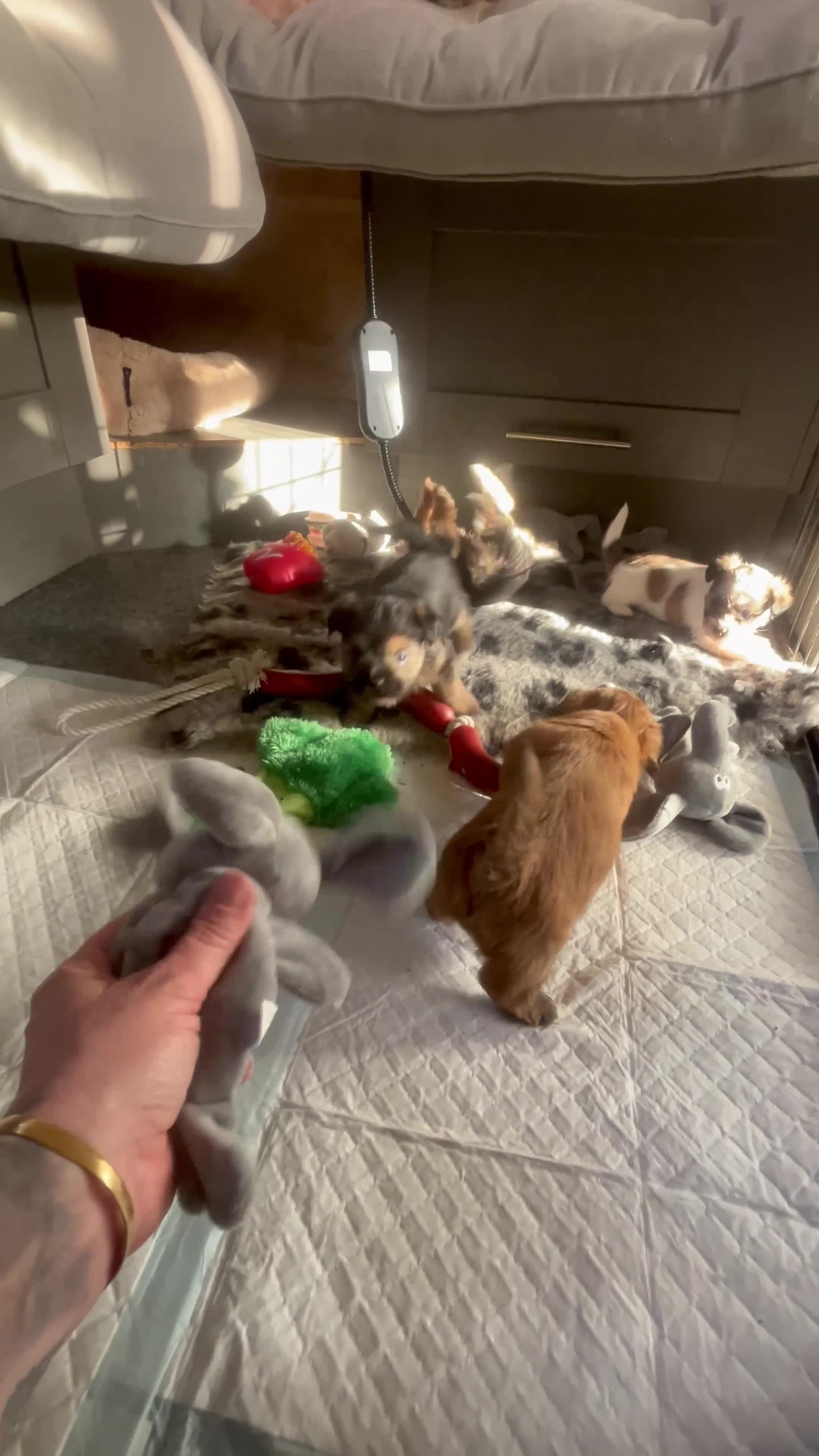 Mixed Breed dogs for sale: Fluffy Toy morkie puppies  - Video 1