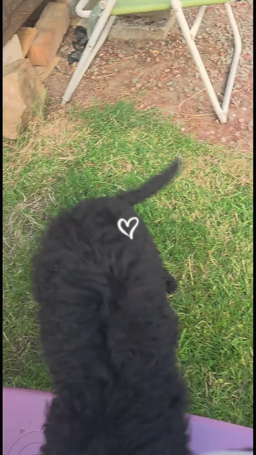 Labradoodle dogs for sale: 🐾 REDUCED Miniature Labradoodle x bedlington  - Video 2