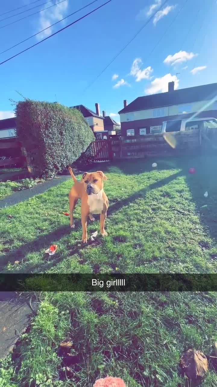 American Bulldog dogs for stud: Looking for a stud - Video 1