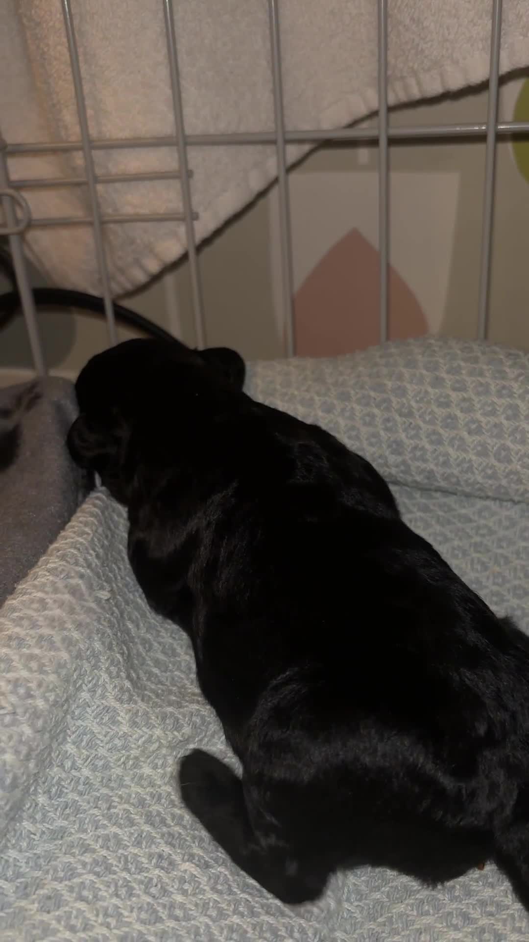 Labradoodle dogs for sale: Miniature Labradoodles - Video 1