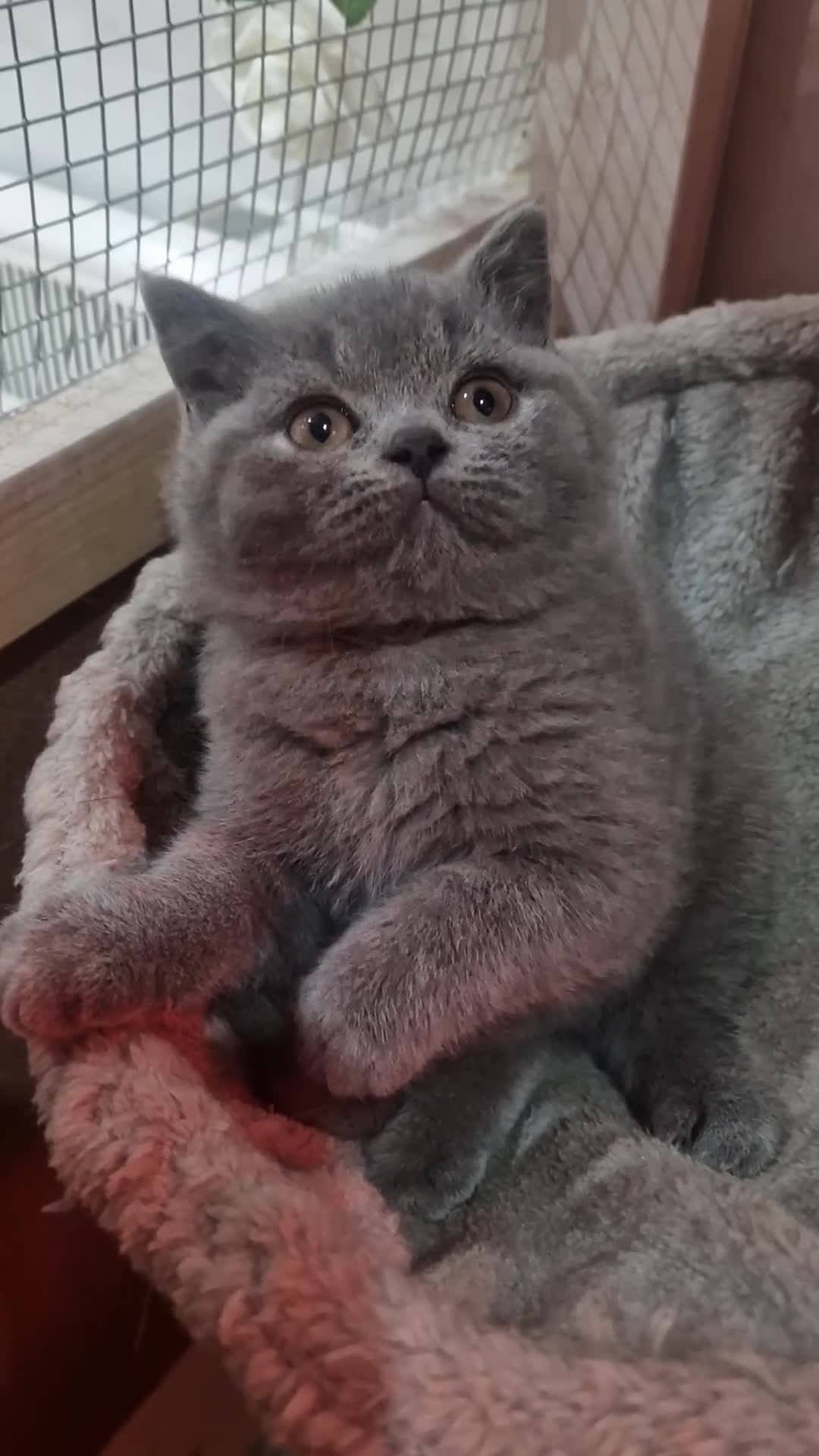 British Shorthair cats for sale: Champion Gccf chunky kittens  - Video 1