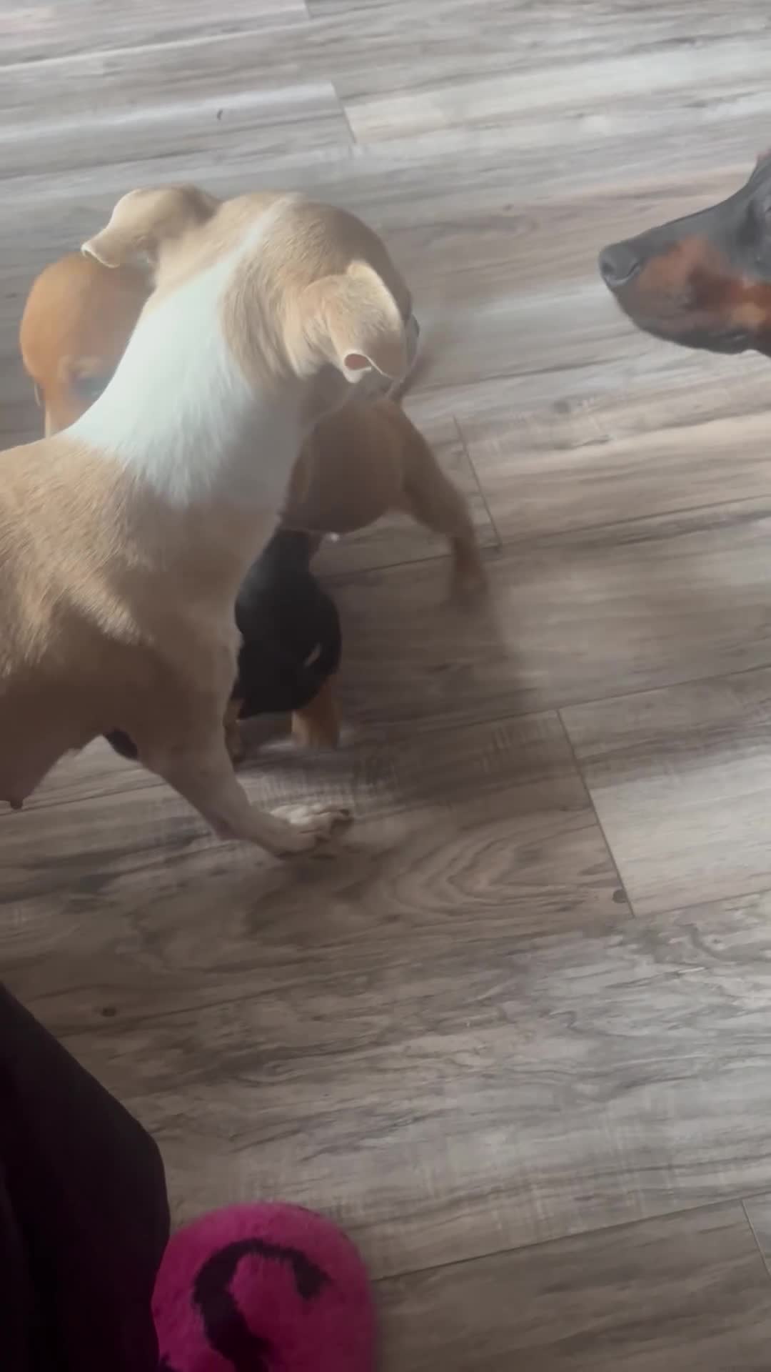 Chiweenie dogs for sale: Chiweenie  in Chorley - Video 1