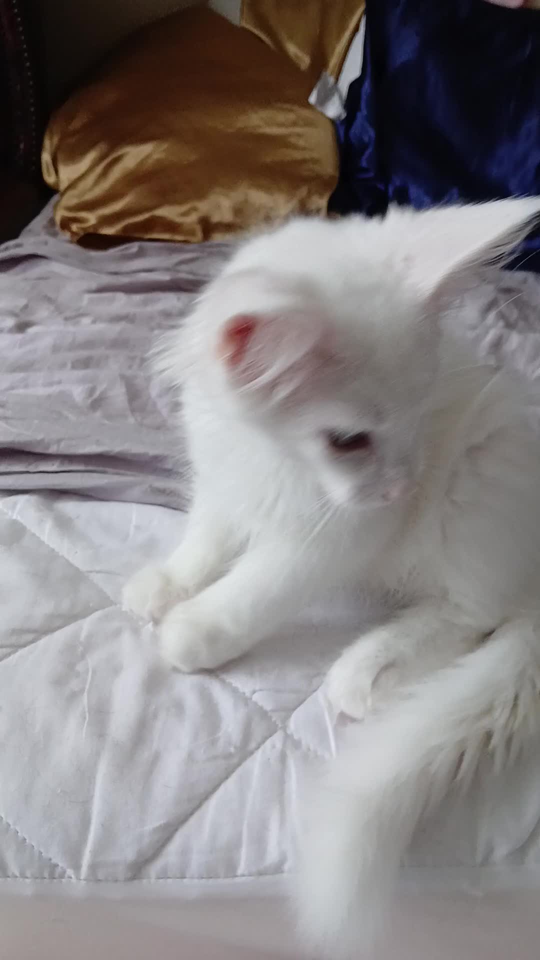 Maine Coon cats for sale: Maine Coon Kittens for Sale - Video 1