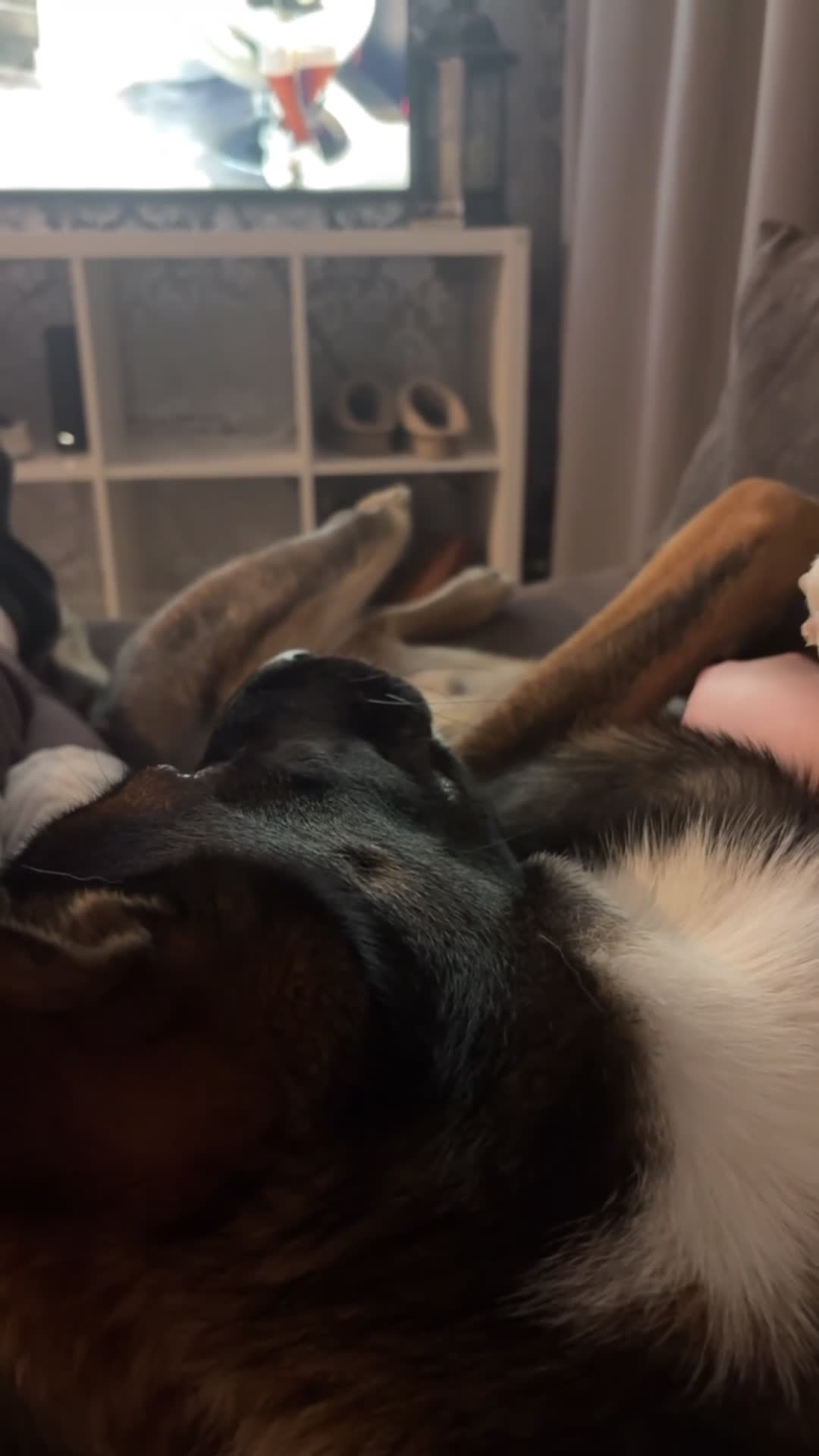 Mixed Breed dogs for sale: 1 year old Belgian shepherd  - Video 1