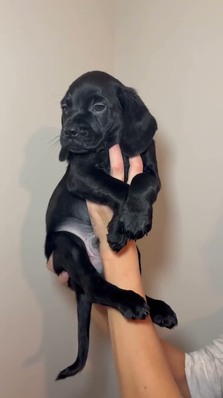 Mixed Breed dogs for sale: Gorgeous Cockapoo X shih tzu puppies🥺🐾 - Video 3