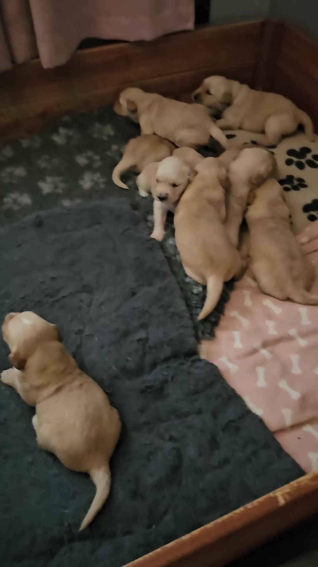 Golden Retriever dogs for sale:  golden retriever pups - Video 1