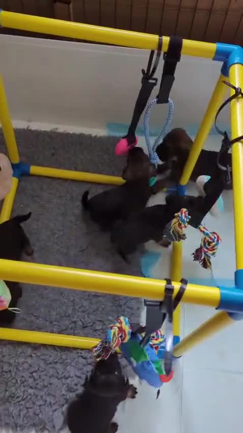 Border Terrier dogs for sale: Border terrier bitch pup, KC Reg Slem clear  - Video 1
