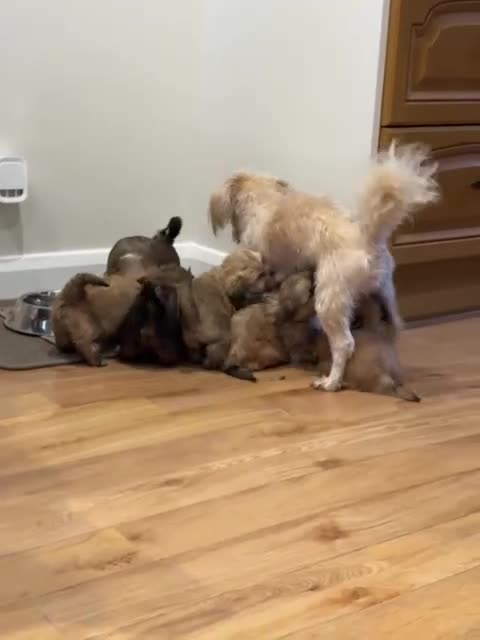 Shih Tzu dogs for sale: Gorgeous litter of shih tzu pups  - Video 2