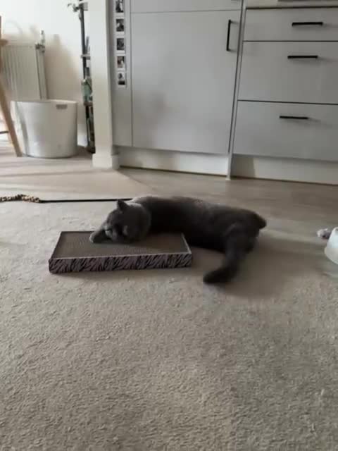 British Shorthair cats for sale: A loving and very affectionate 6 year old BSH boy - Video 5