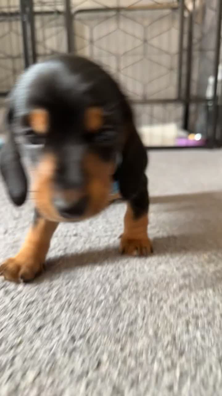 Dachshund dogs for sale: 2 female 1 male mini sausage dogs. - Video 2