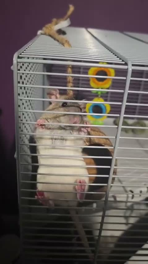 Rat rodents for sale: 4 Female rats complete with cage. - Video 1