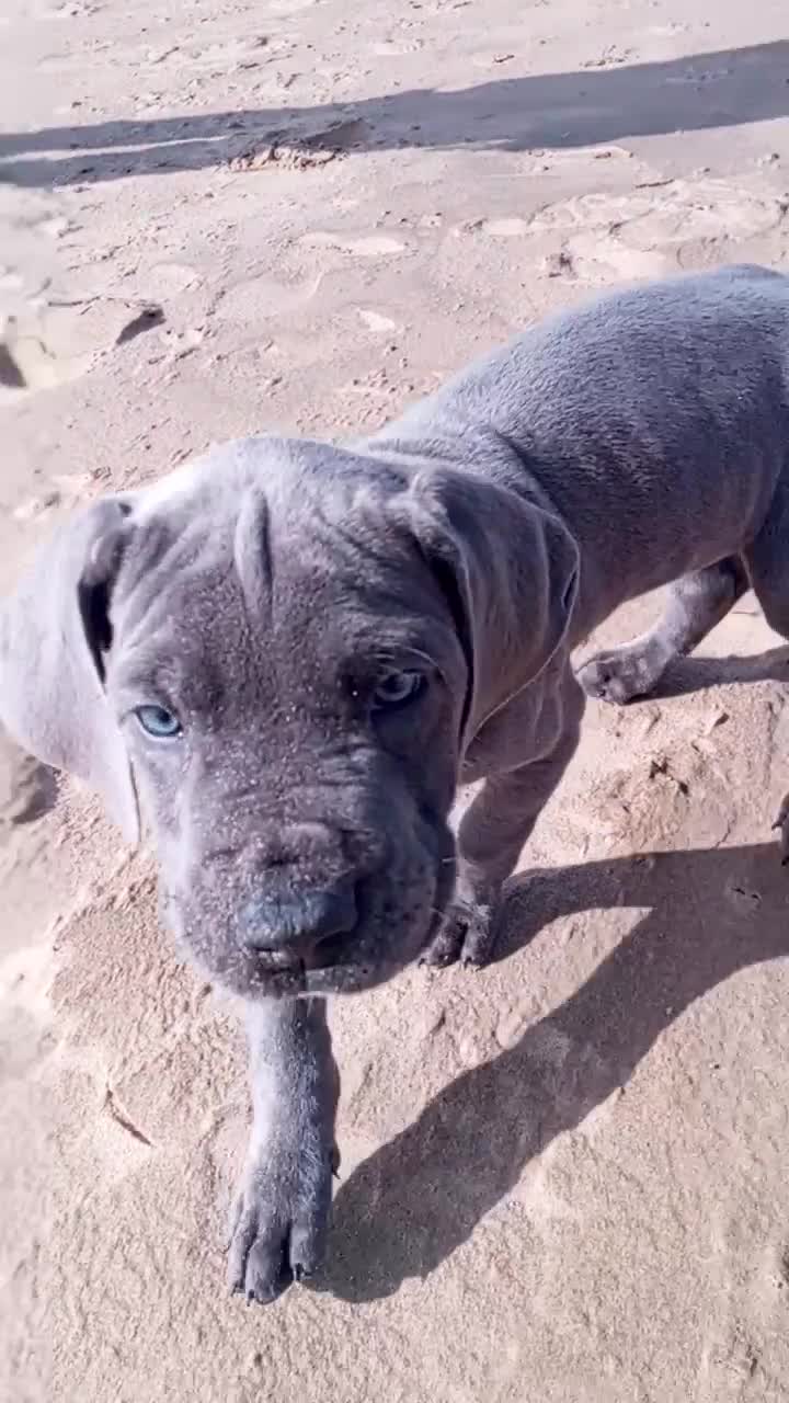 Great Dane dogs for sale: Blue Great Dane puppy Ready Now  - Video 1