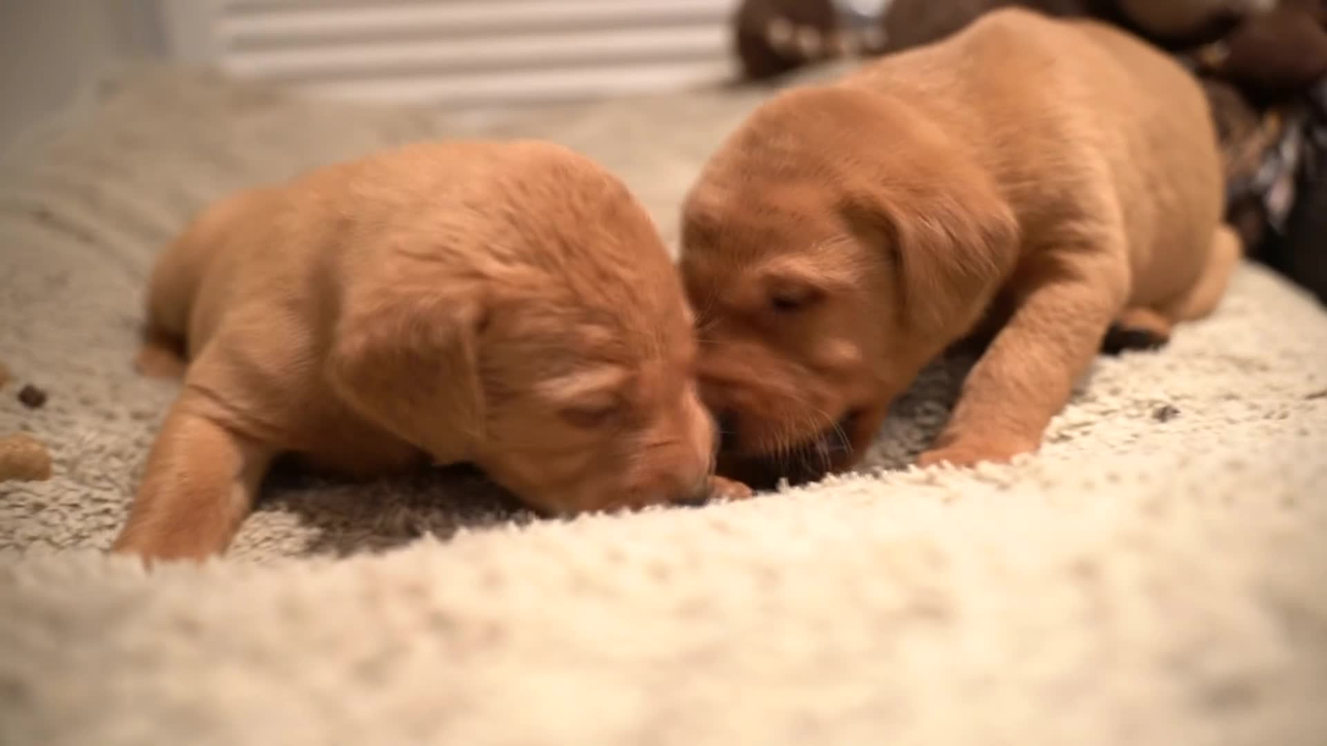Labrador Retriever dogs for sale: Stunning Fox Red Labrador Puppies For Sale - Video 3