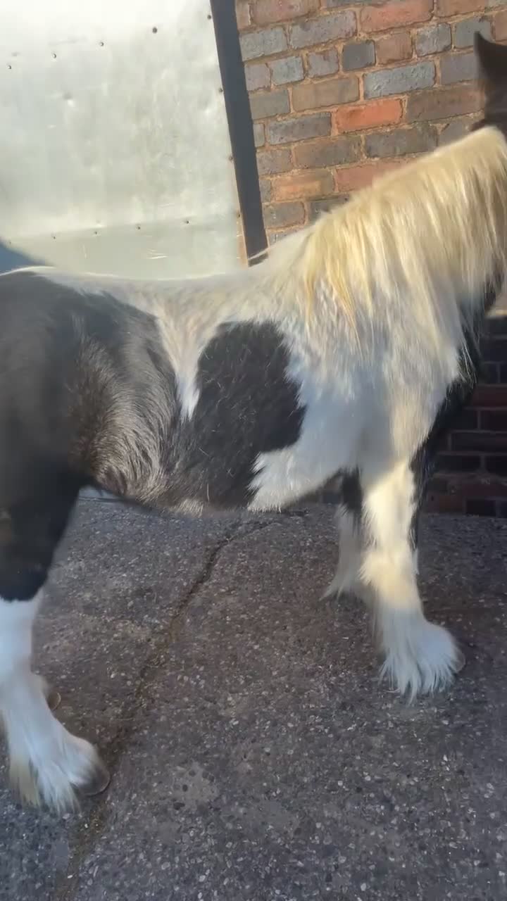 Irish Cob horses for sale: 12.1hh Piebald Mare, 2 Years Old - Video 5