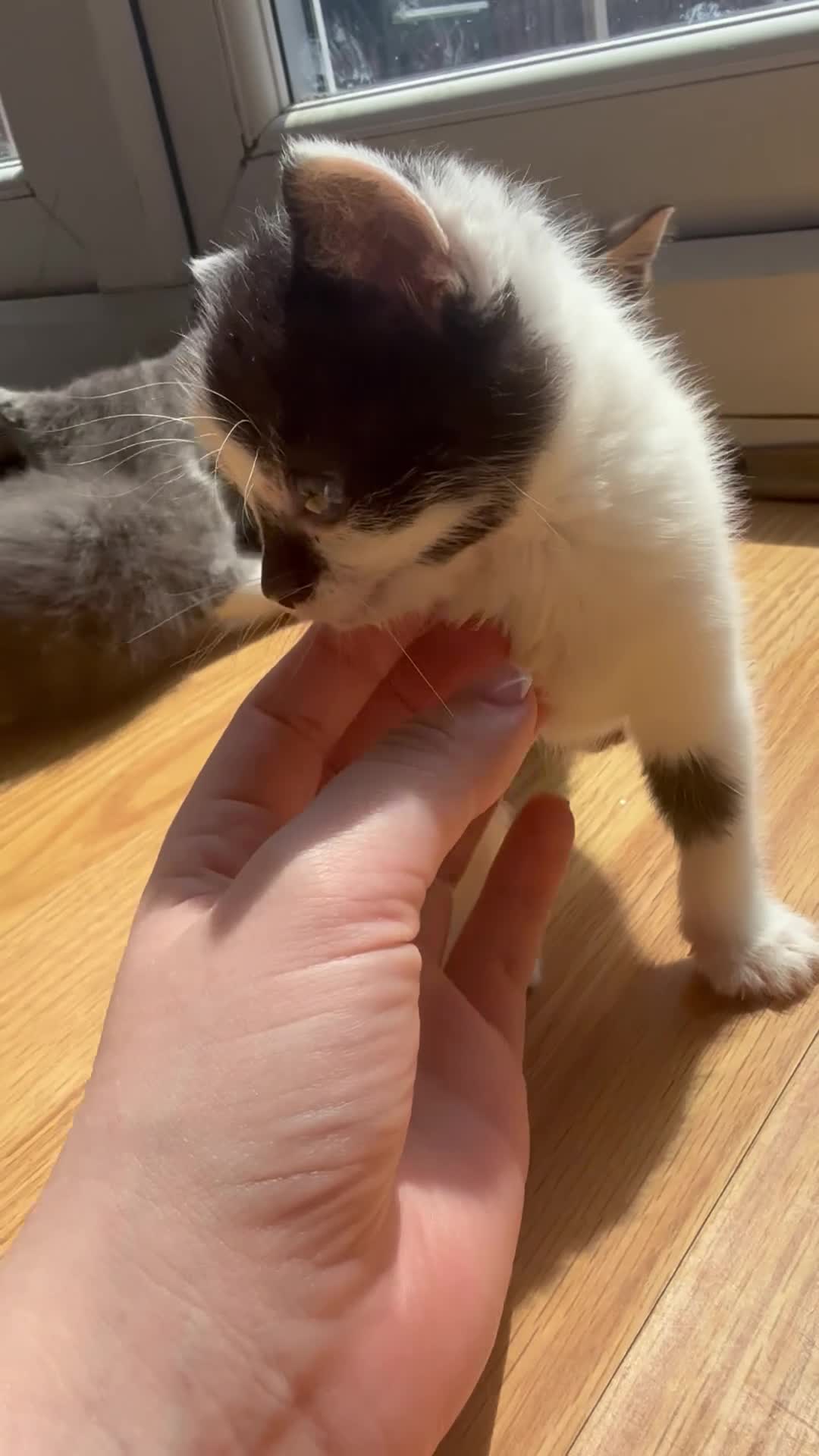 Mixed Breed cats for sale: LAST MALE KITTEN REMAINING - Video 1