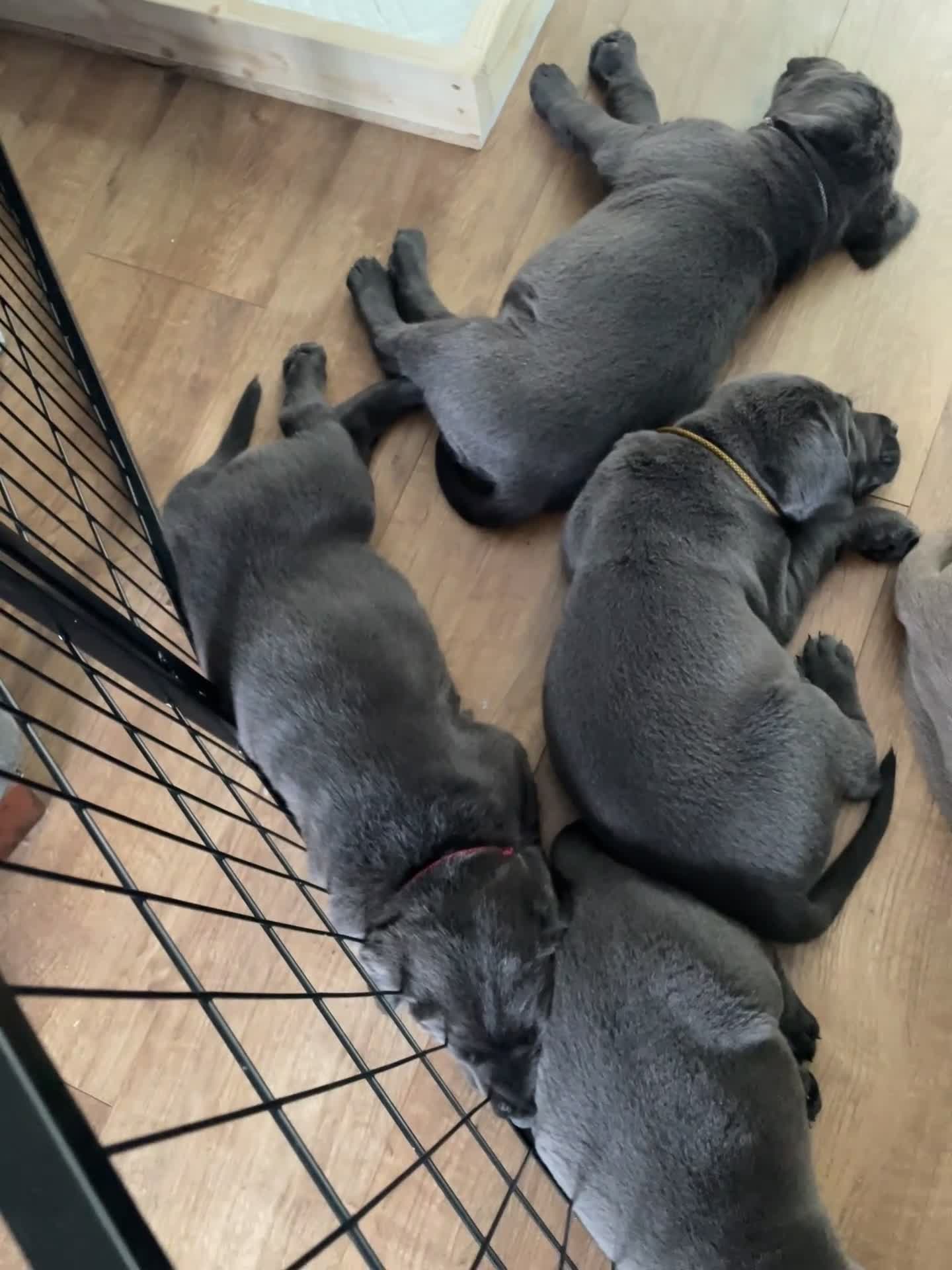 Labrador Retriever dogs for sale: Silver, Charcoal, Champagne Labrador Puppies  - Video 1
