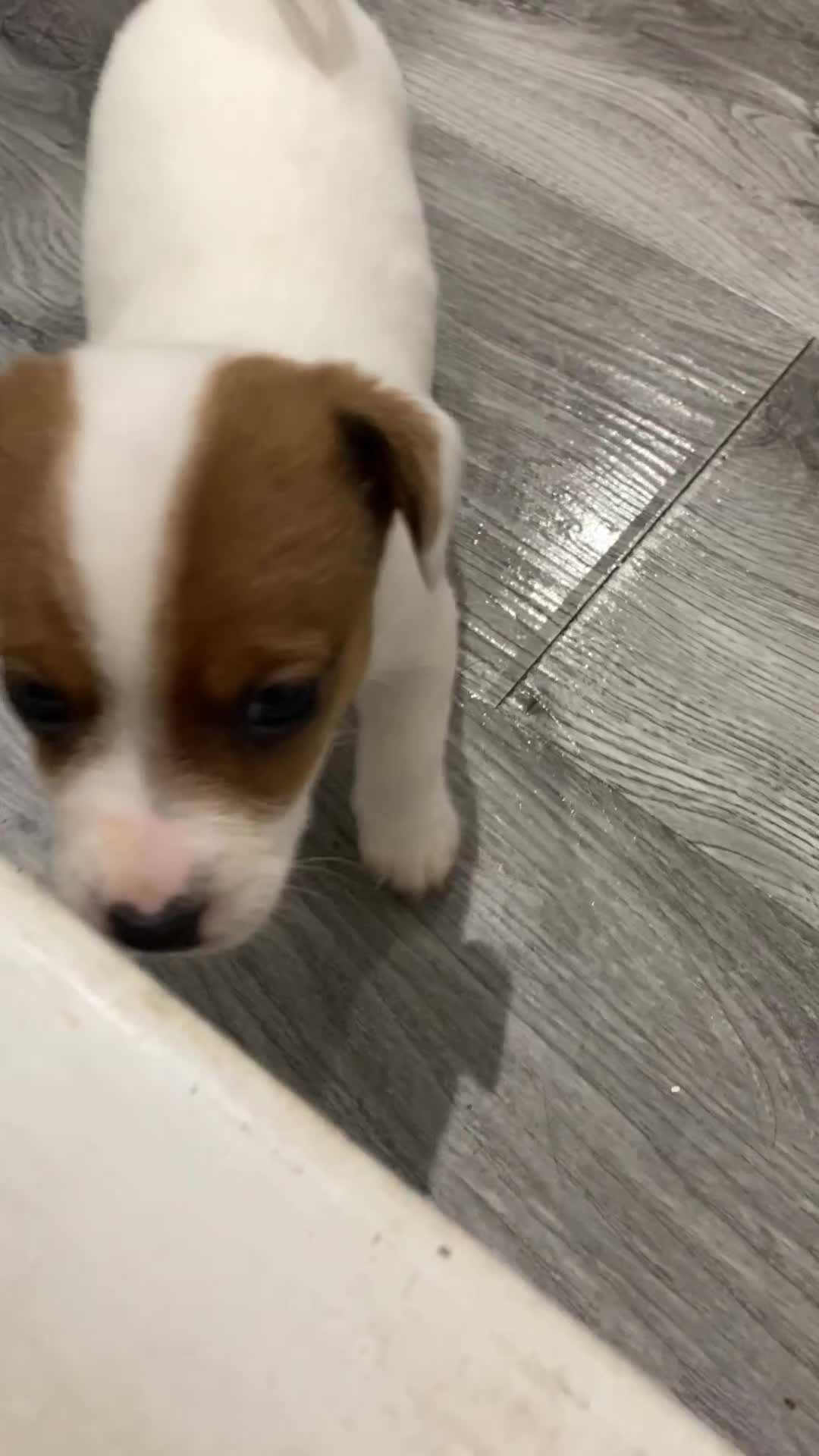 Jack Russell dogs for sale: 3 gorgeous jack Russell boys  - Video 1