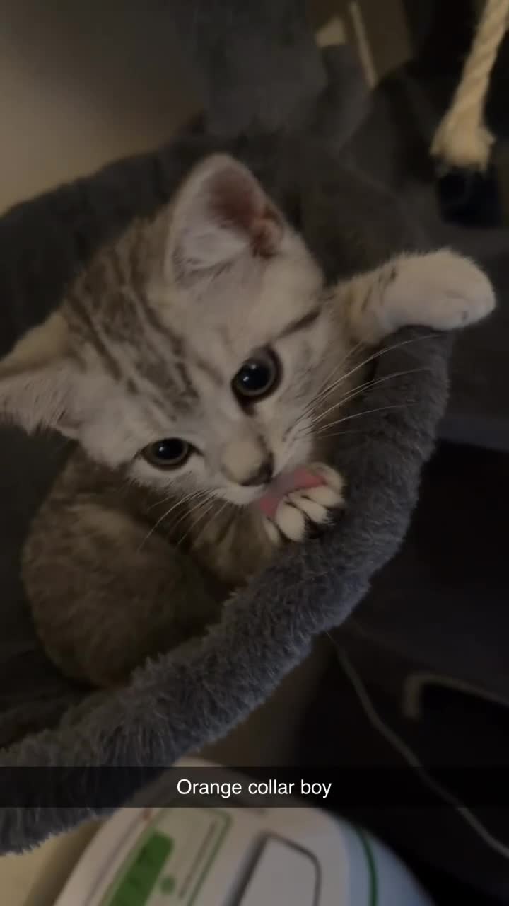 British Shorthair cats for sale: British short hair  - Video 4